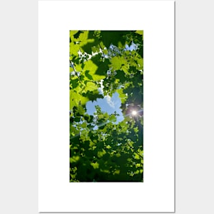 Sunny maple forest Posters and Art